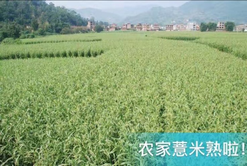 薏苡仁