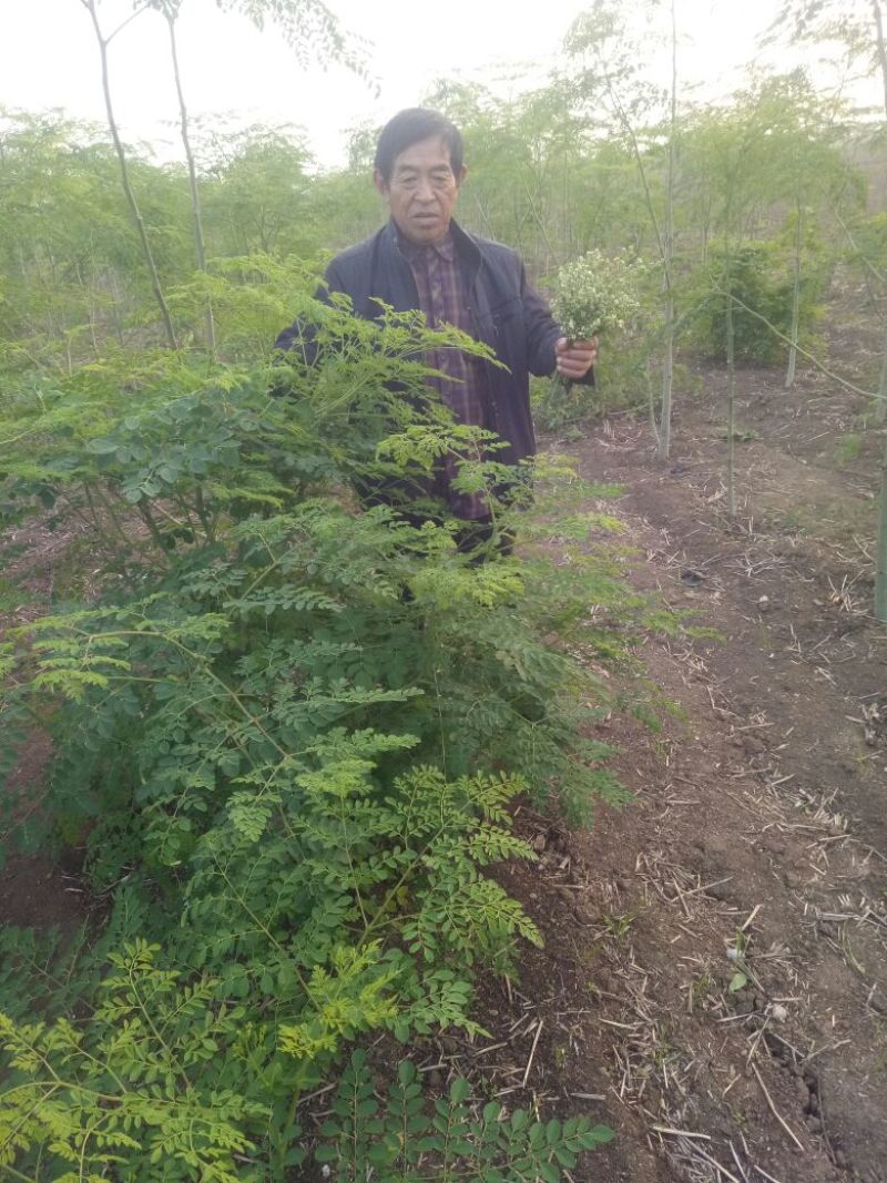 辣木茶特级