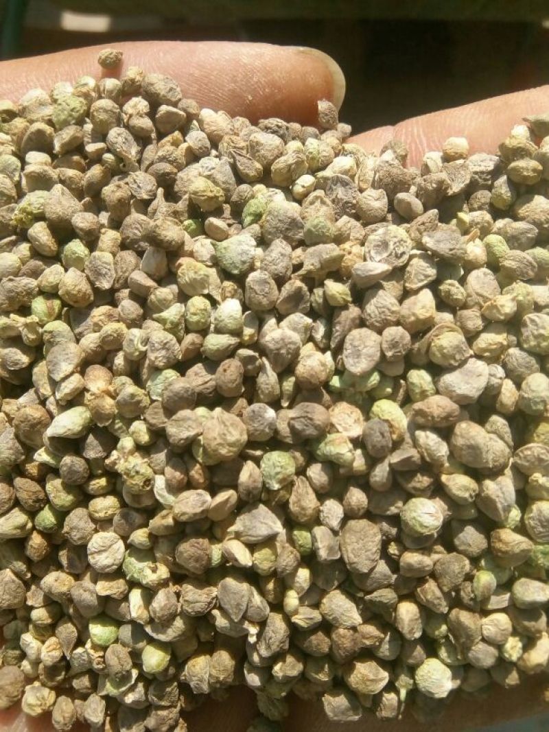 大叶菠菜15~20厘米