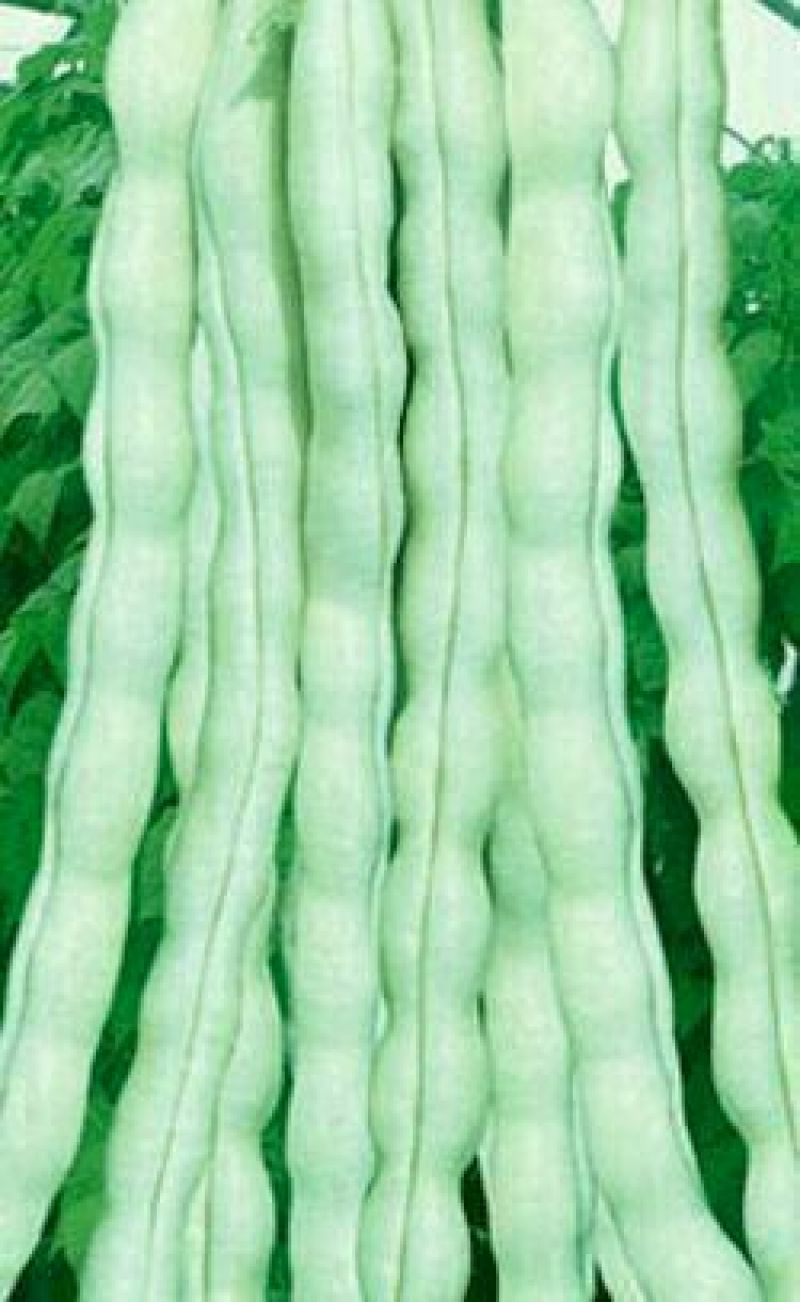 山东九粒白芸豆大量上市。有需要的老板抓紧时间来订货