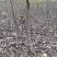 核桃苗一年苗50~100cm
