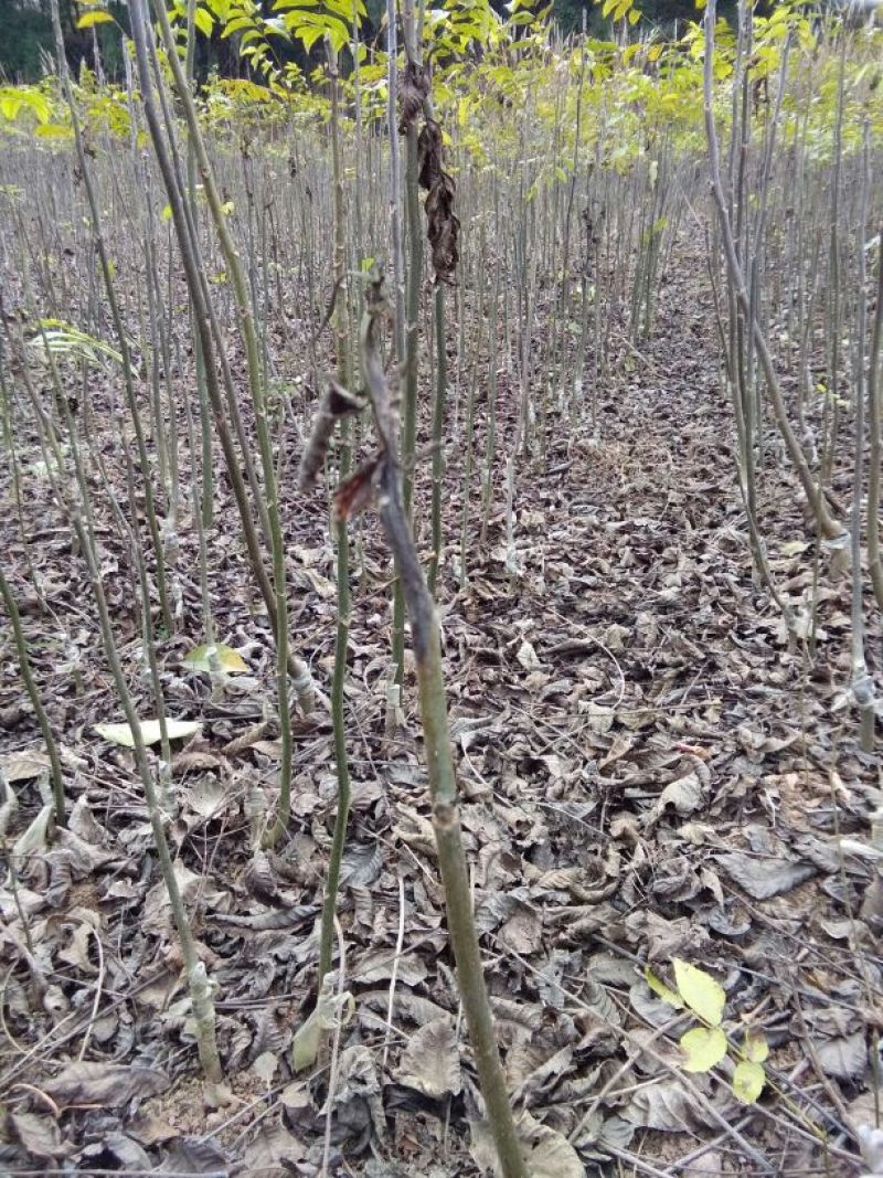 核桃苗一年苗50~100cm