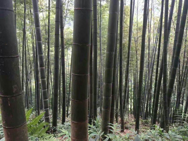 竹子15~16m