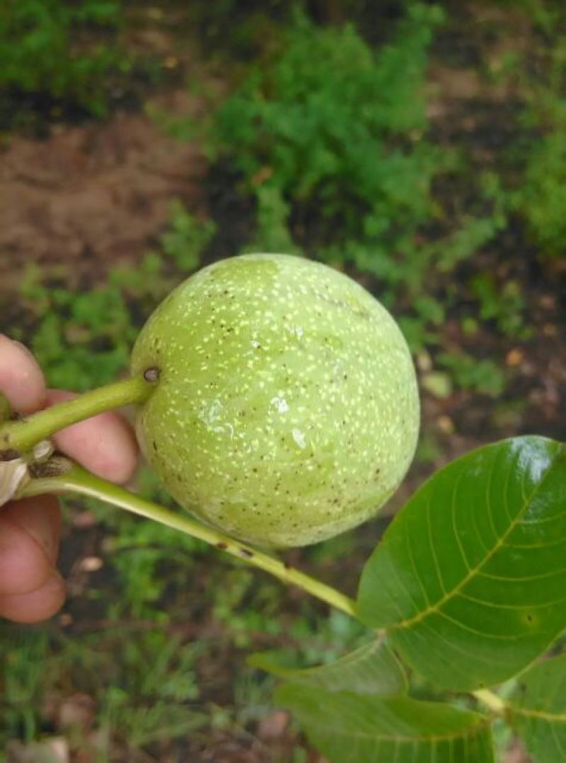 青皮核桃青皮