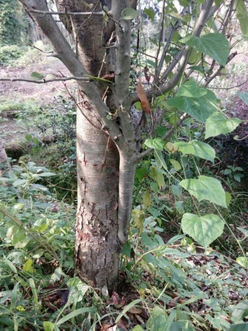 海棠2~4cm4~6cm4~6cm
