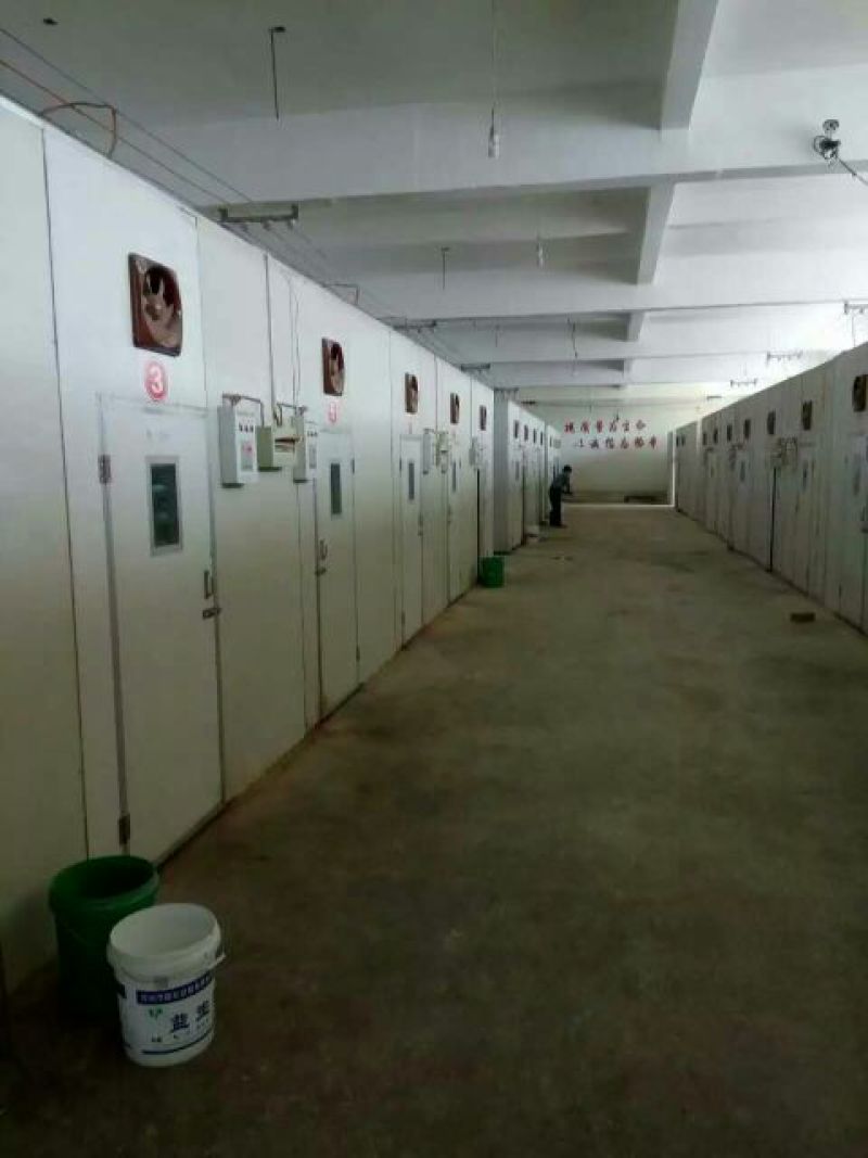 狮头鹅苗250g以下