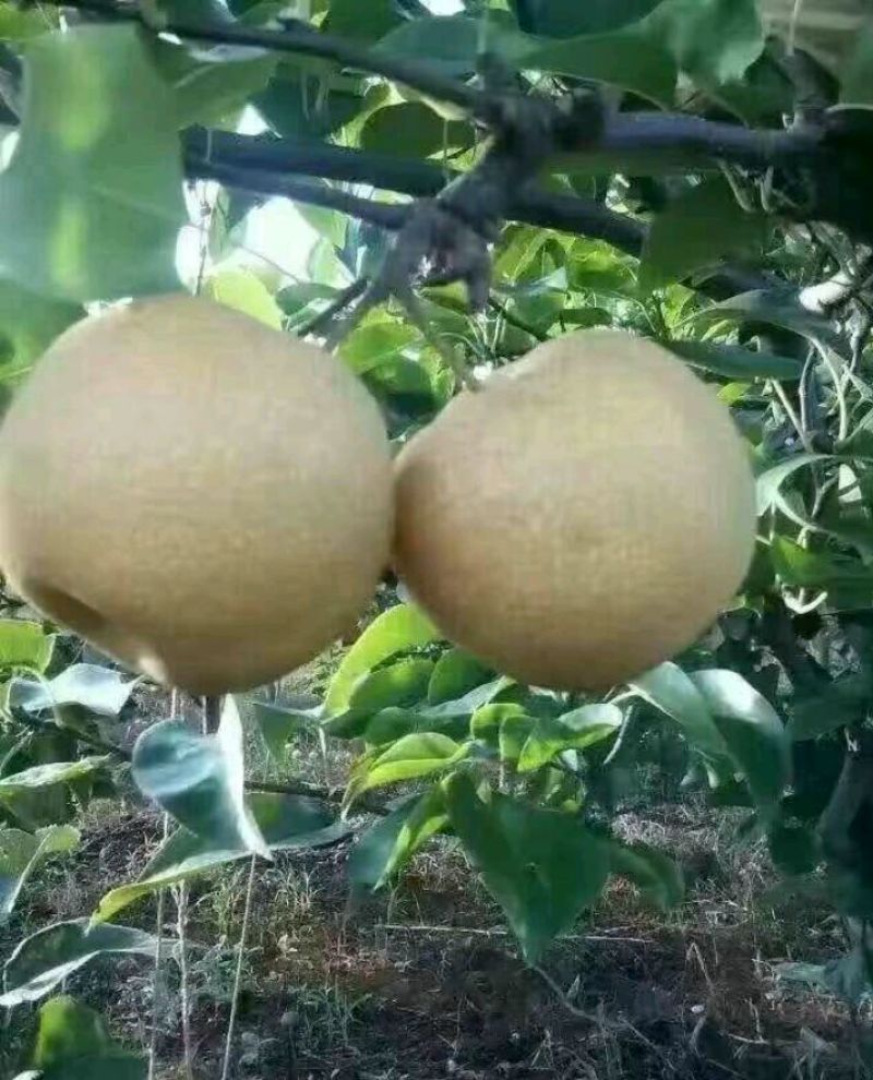 黄金梨400~450g纸袋
