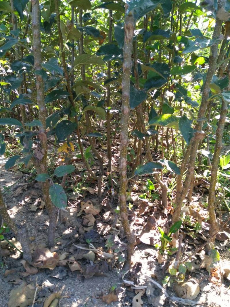 苹果树苗80cm以上