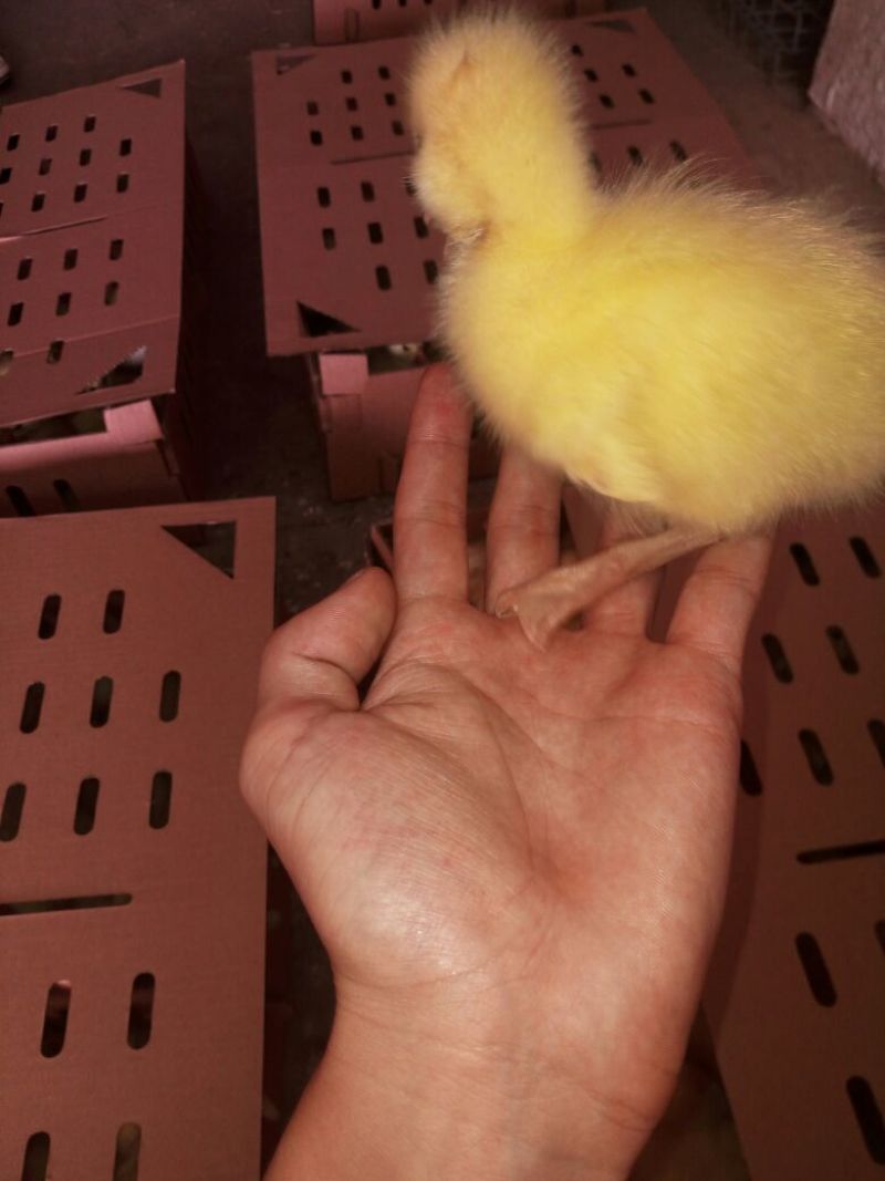 狮头鹅苗250g以下