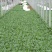 大叶菠菜25~30厘米