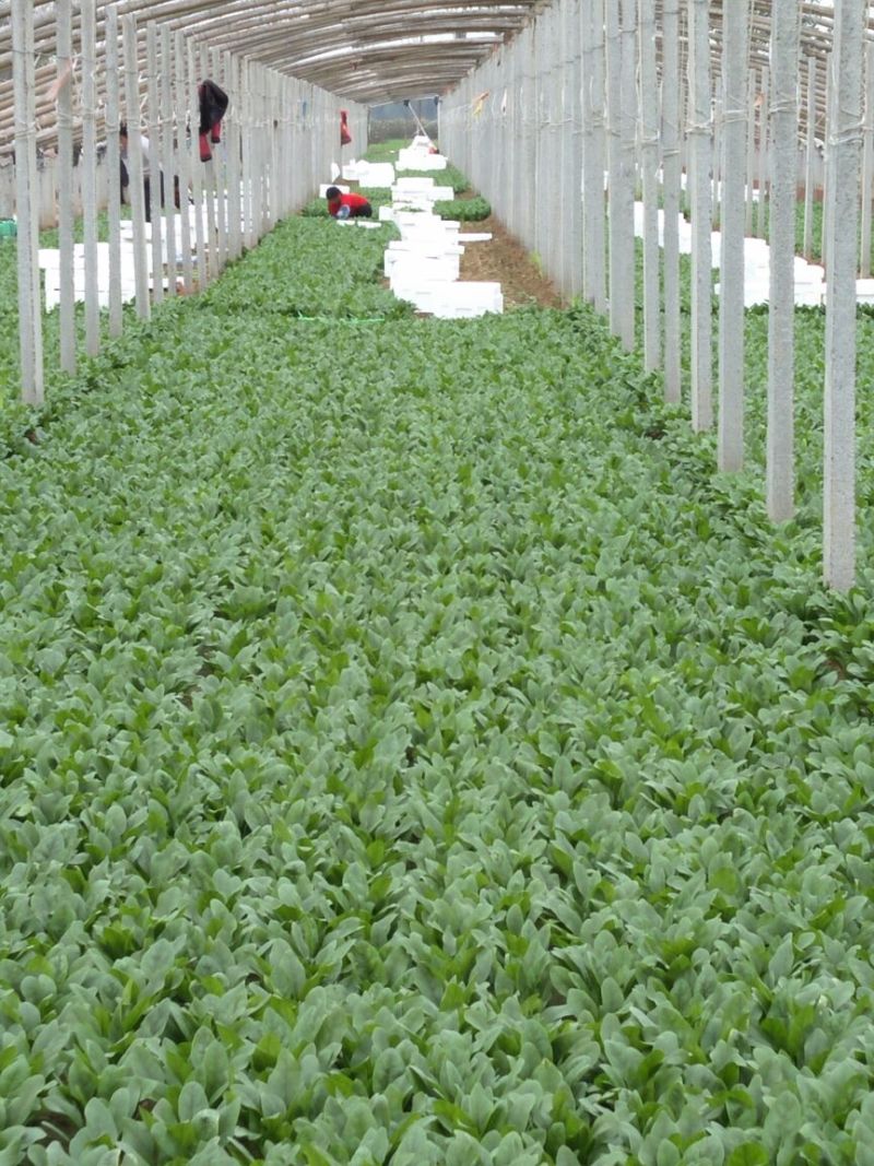 大叶菠菜25~30厘米