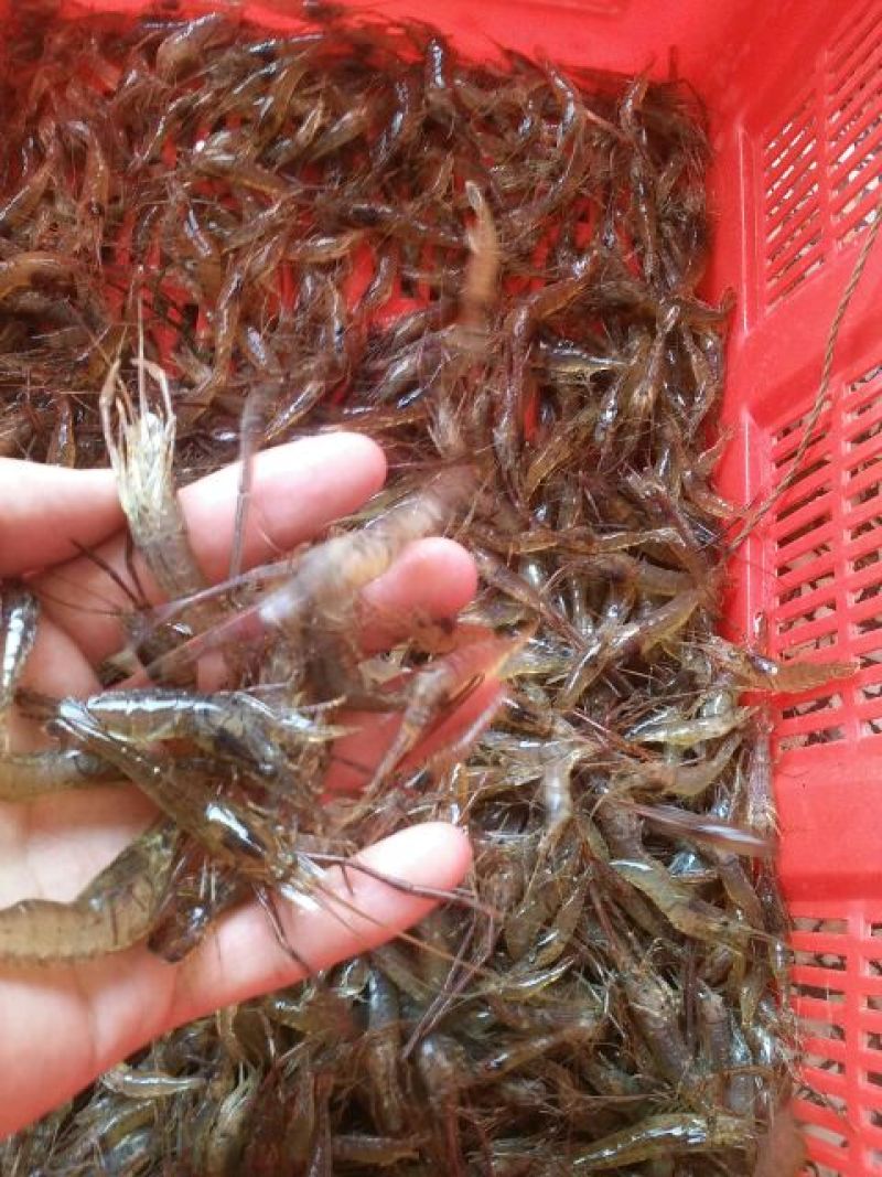 河虾活虾26~30只/kg