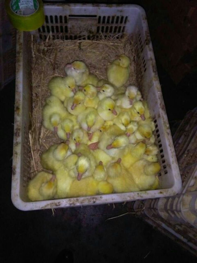 扬州大白鹅苗250g以下