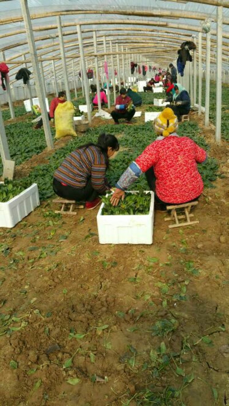 黑叶菠菜20~25厘米
