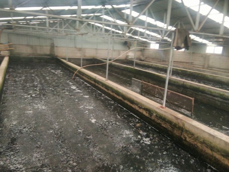 池鲤鱼食用1斤左右到2斤