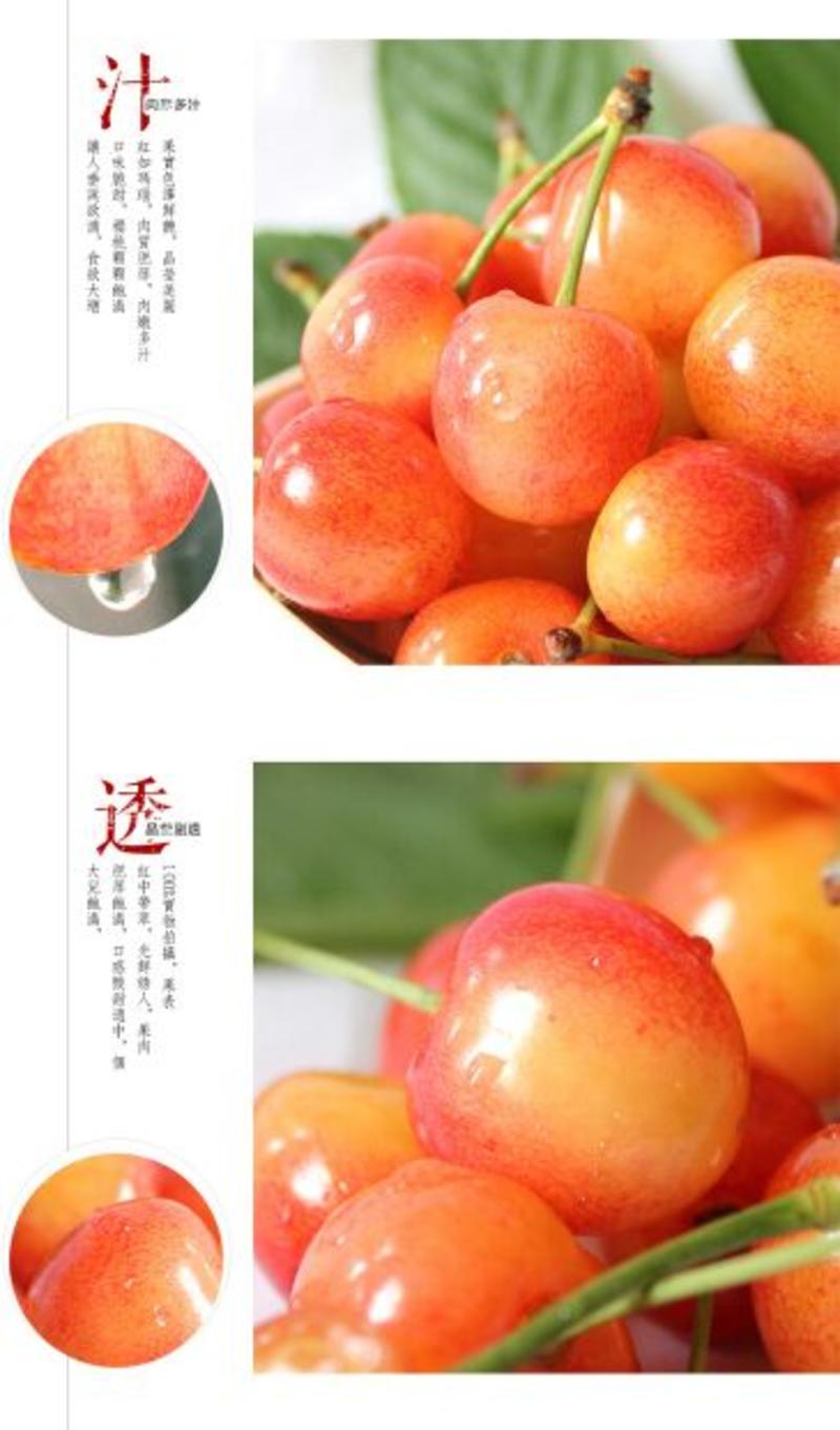 黄蜜樱桃15~20mm