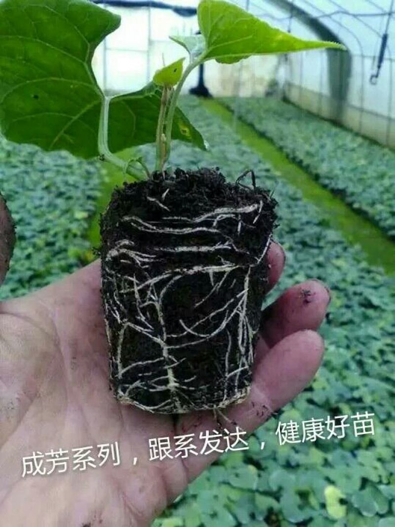 罗汉果苗