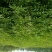 优质花椒苗大红袍花椒苗无刺花椒量大优惠0.5~1年
