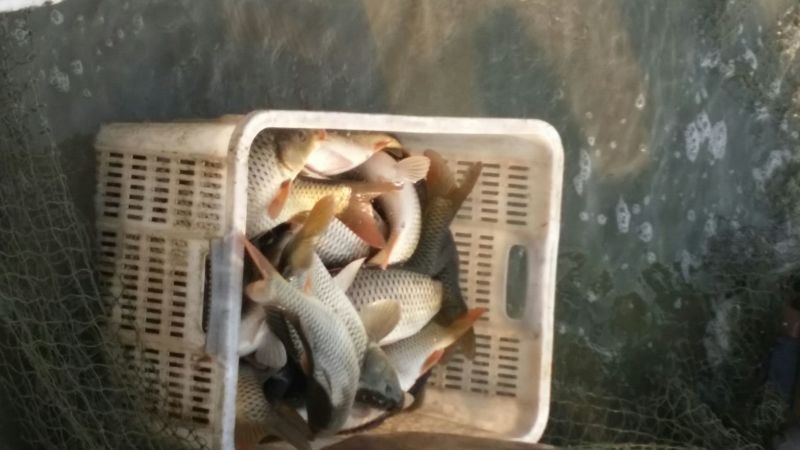 池鲤鱼食用1~2公斤