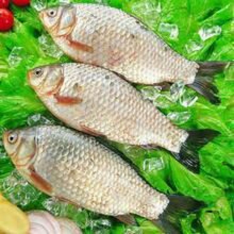 杂交鲫鱼食用
