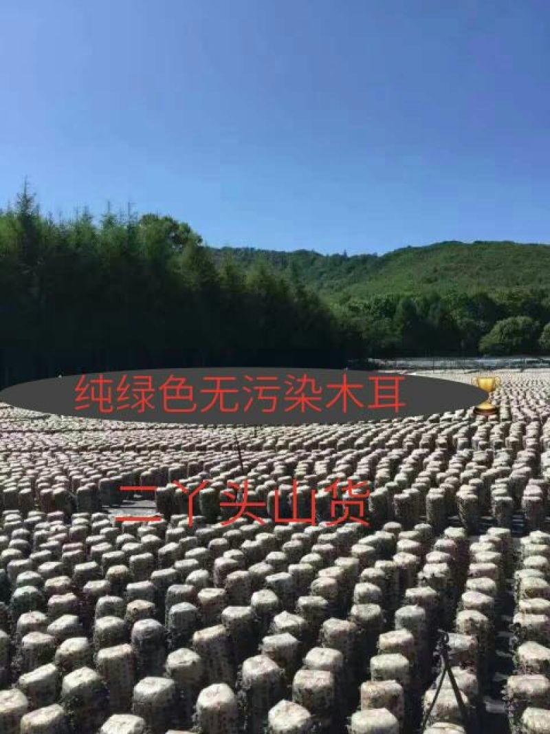 干木耳一级