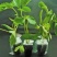 草莓苗红颜奶油草莓甜查理草莓四季盆栽草莓
