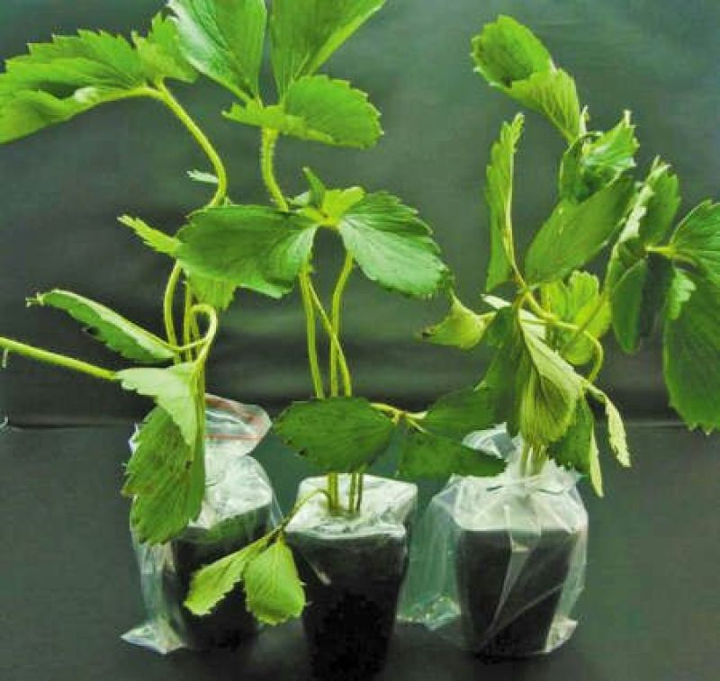 草莓苗红颜奶油草莓甜查理草莓四季盆栽草莓