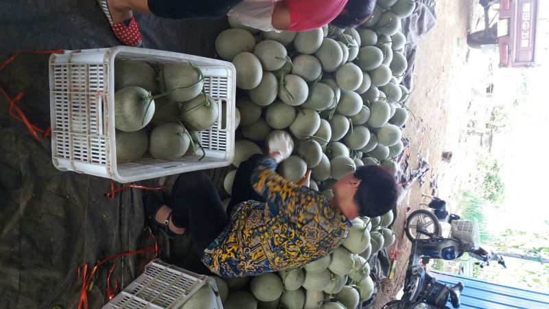 网纹瓜3斤以上长圆形