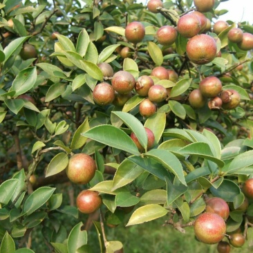 茶树油