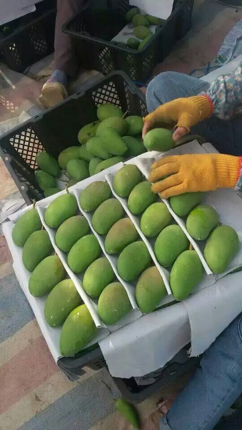 芒果2两以上