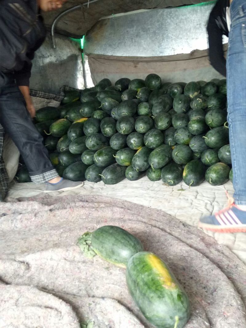 黑美人西瓜，5斤打底9成熟1茬批量上市中
