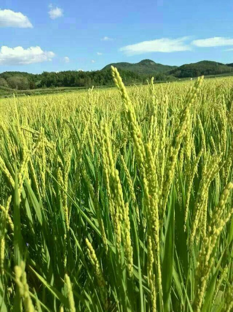 秋田小町大米新米特级产地直供货源充足