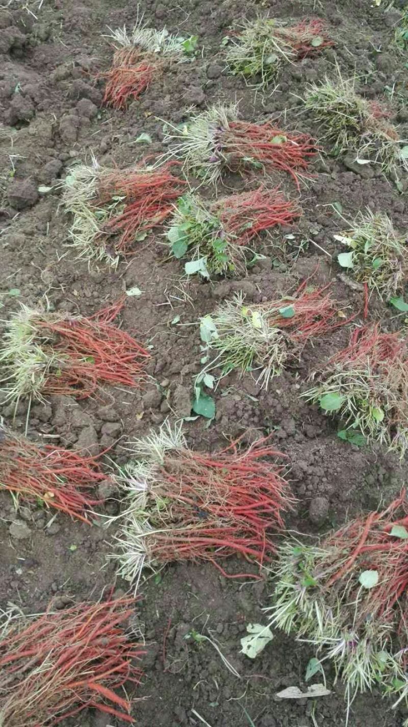 【推荐】安徽亳州供应新产丹参苗种植基地一手货源价格稳定