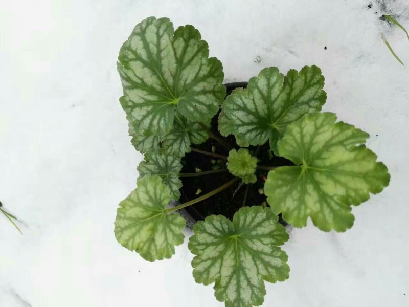 彩叶草