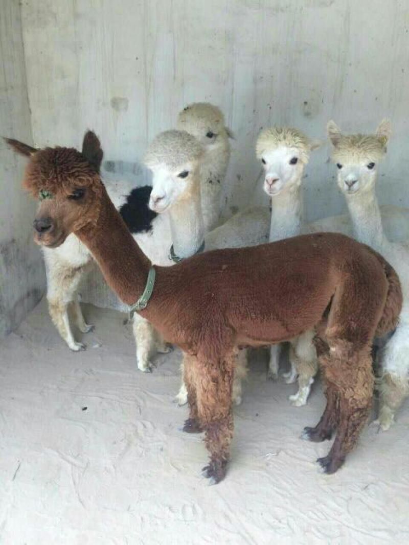 羊驼旅游观光展览