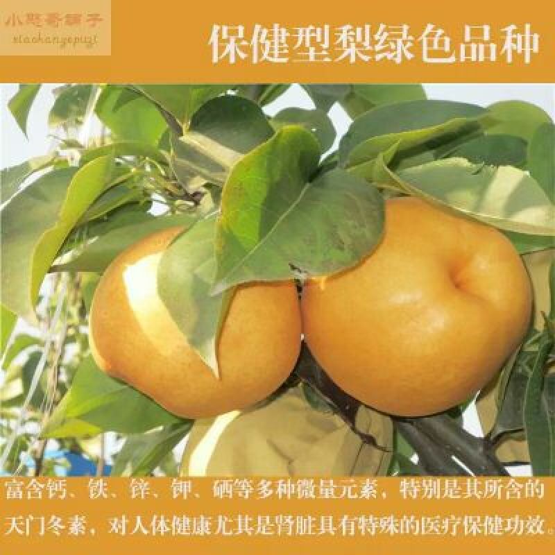 晚秋黄梨400~450g纸袋