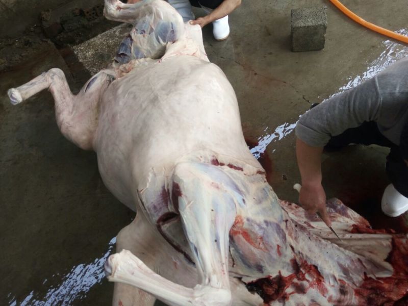 驴肉