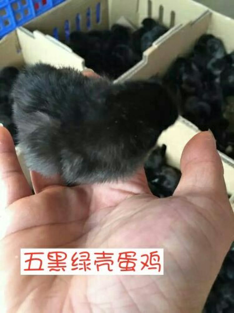 绿壳蛋鸡苗1斤以下