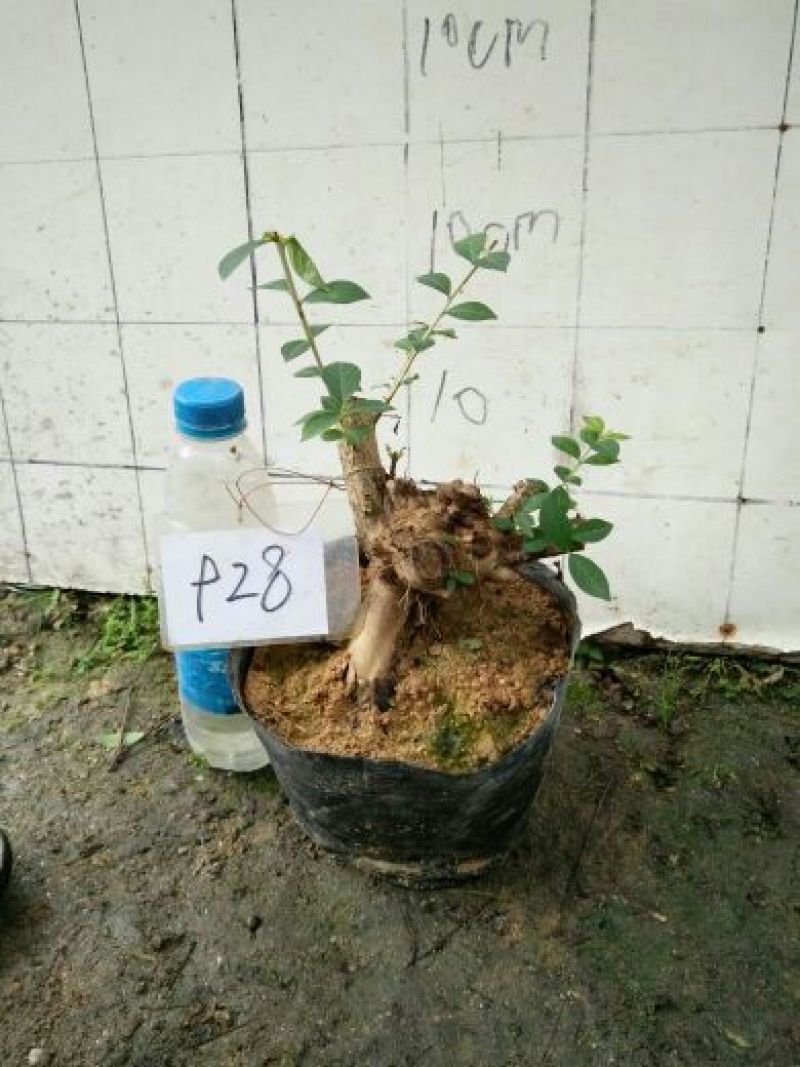 红花紫薇2cm以下0.5米以下1米以下