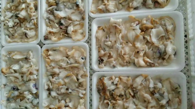 海螺食用冰冻5~10只/kg
