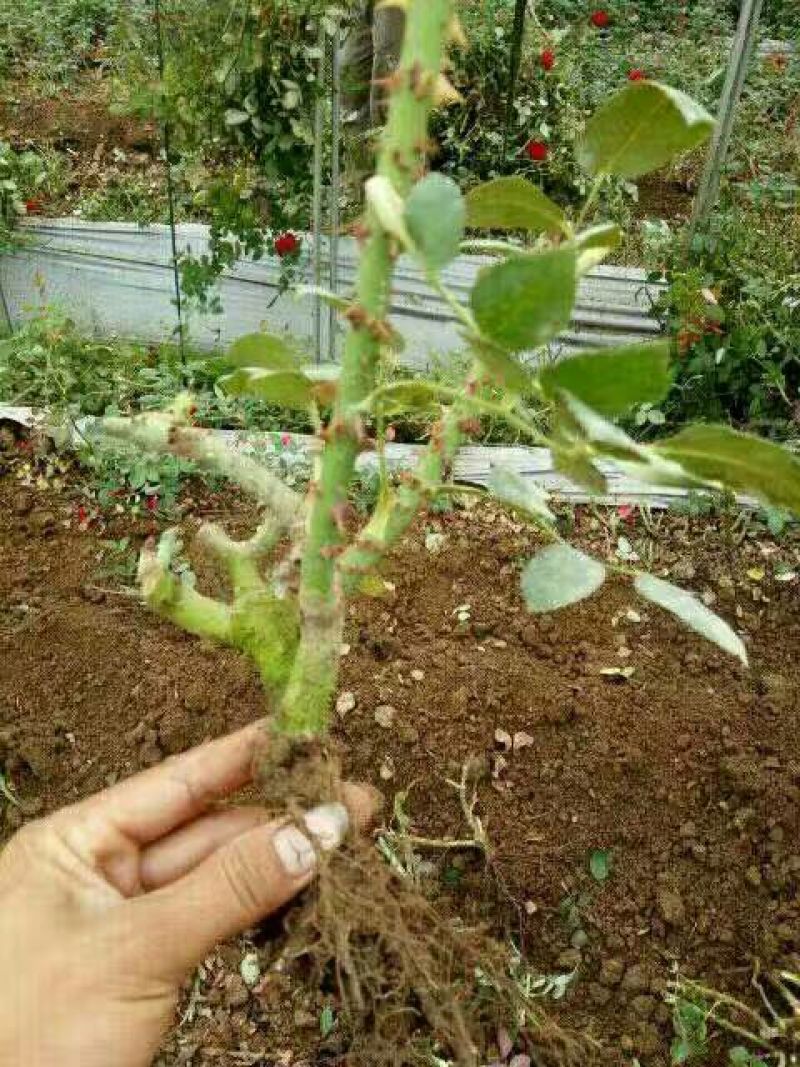 玫瑰鲜切花20朵