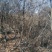 黄栌6~8cm3~3.5m