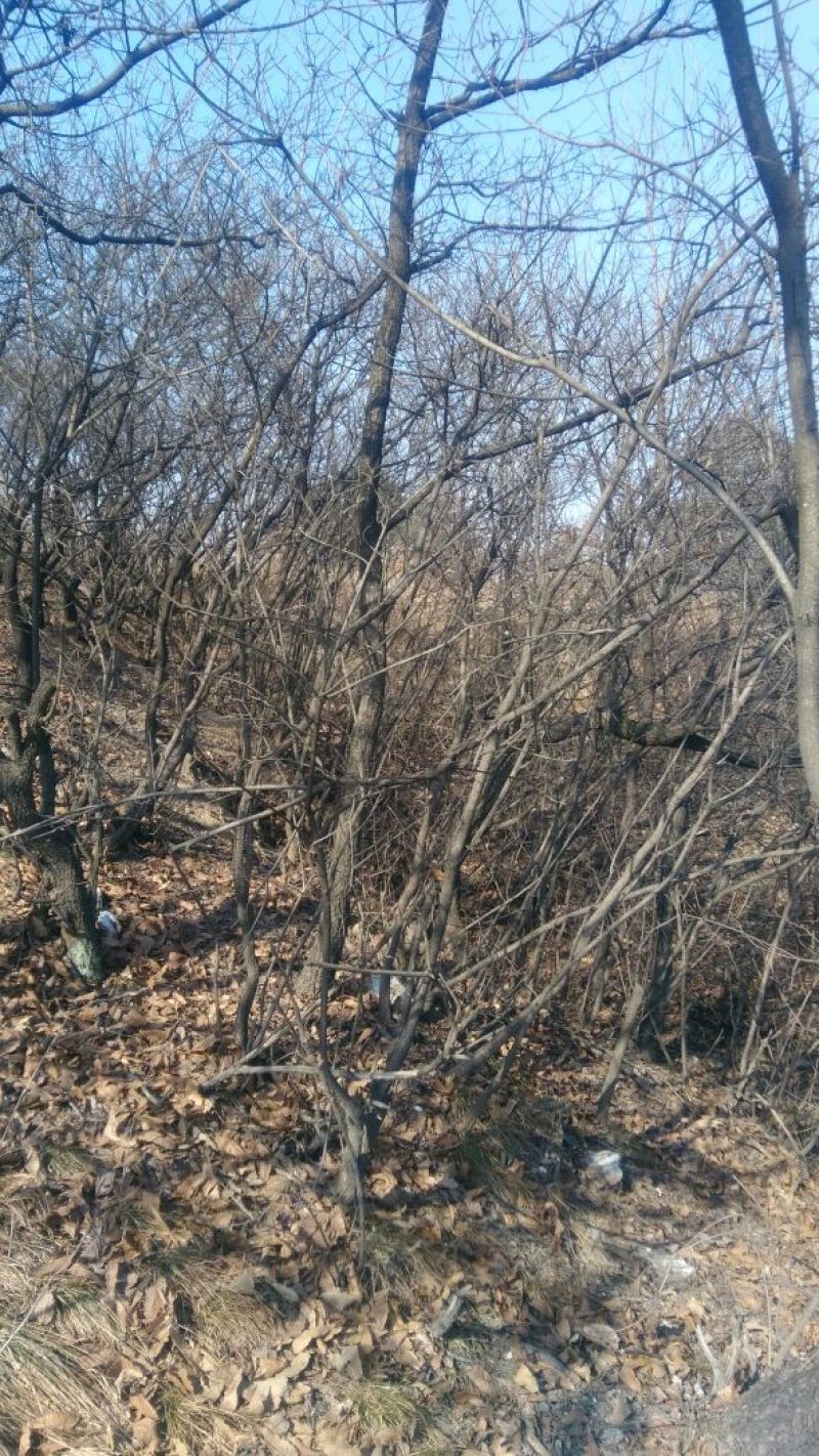 黄栌6~8cm3~3.5m