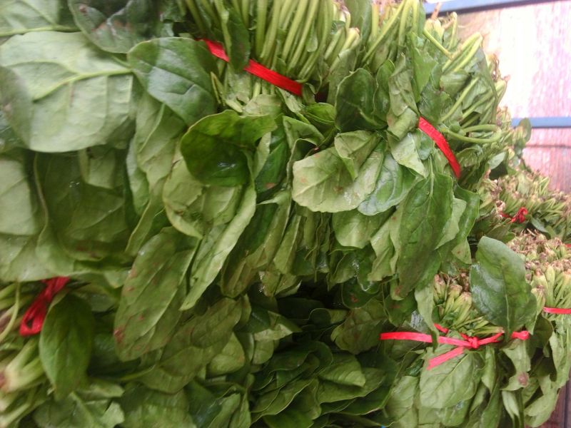 小叶菠菜15~20厘米