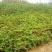 花椒苗0.5~1年
