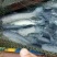 青鱼食用活鱼
