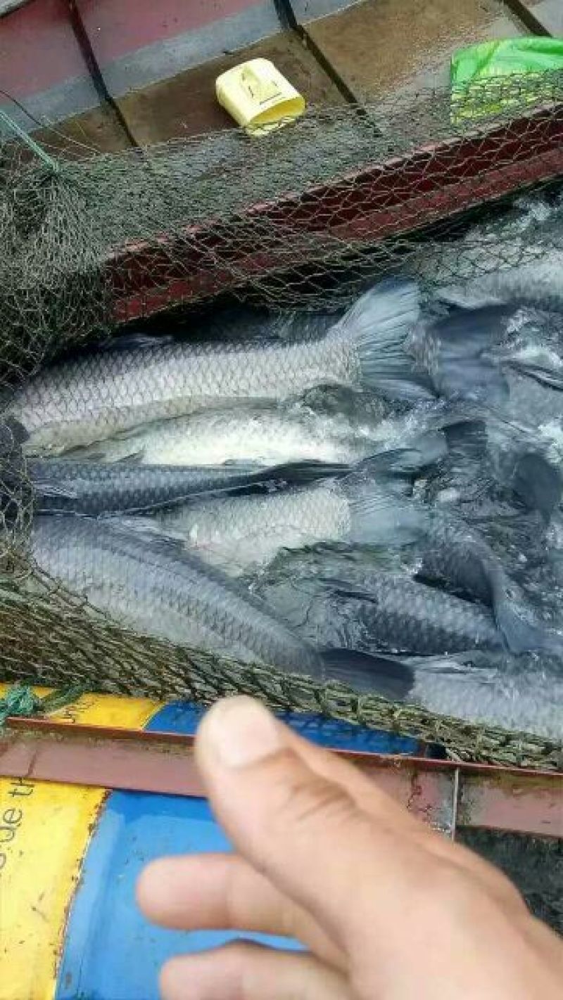 青鱼食用活鱼