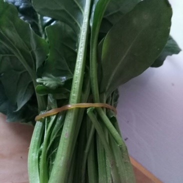 大叶菠菜15~20厘米