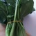 大叶菠菜15~20厘米