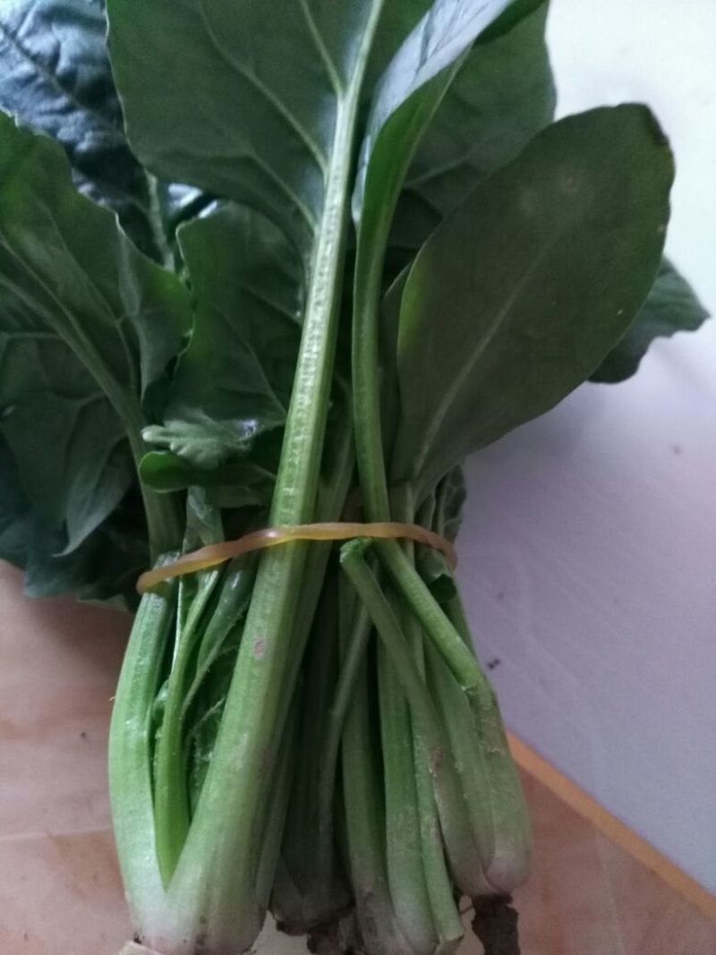 大叶菠菜15~20厘米